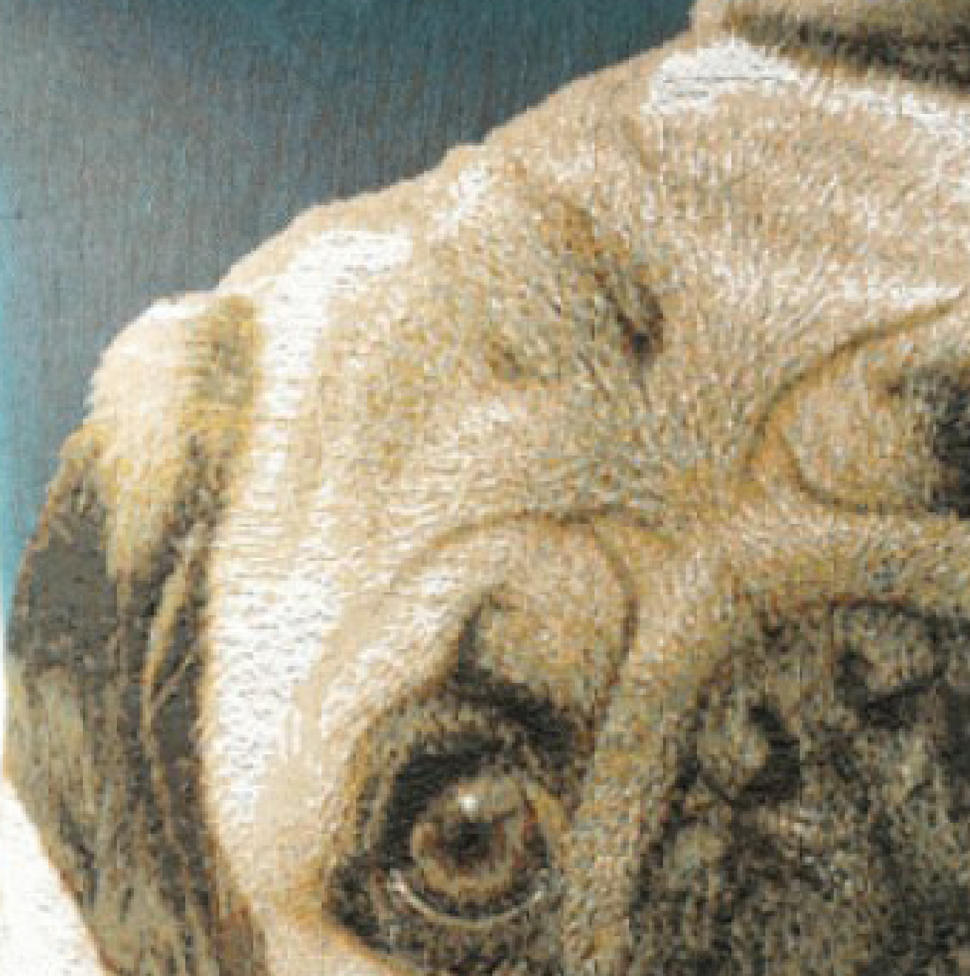 Thomas Theodor Heine Pugs Face Blue Tapestry Pillow Cover 14x14 Inch Cotton Jacquard Woven Cushion Cover