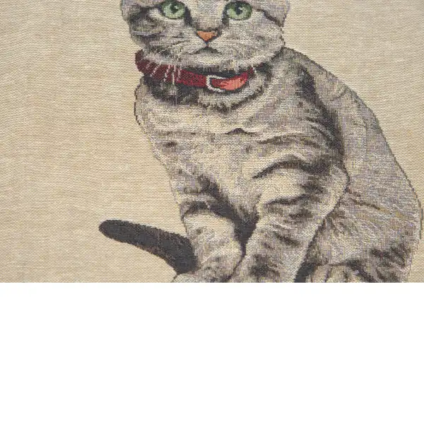 Gatto