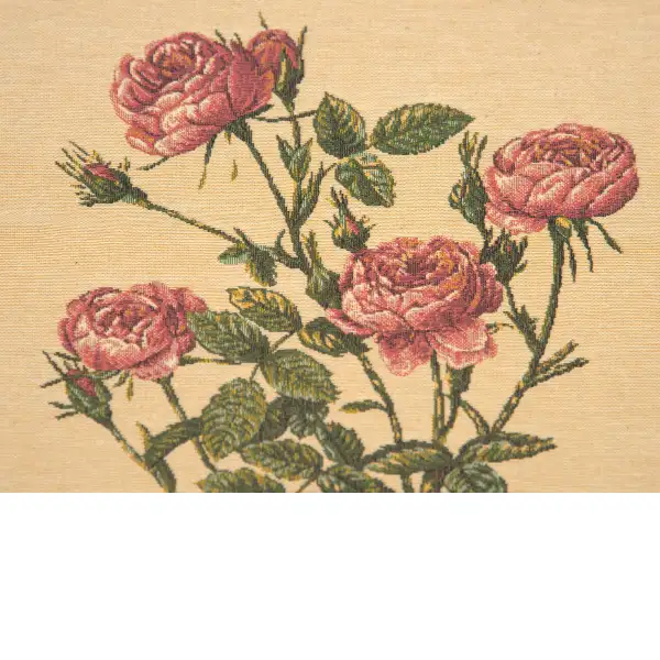 Rosae