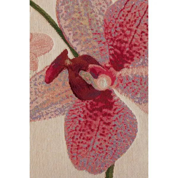 Pink Orchids White