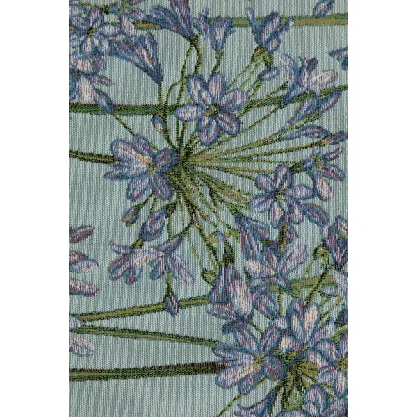 Agapanthus Blue