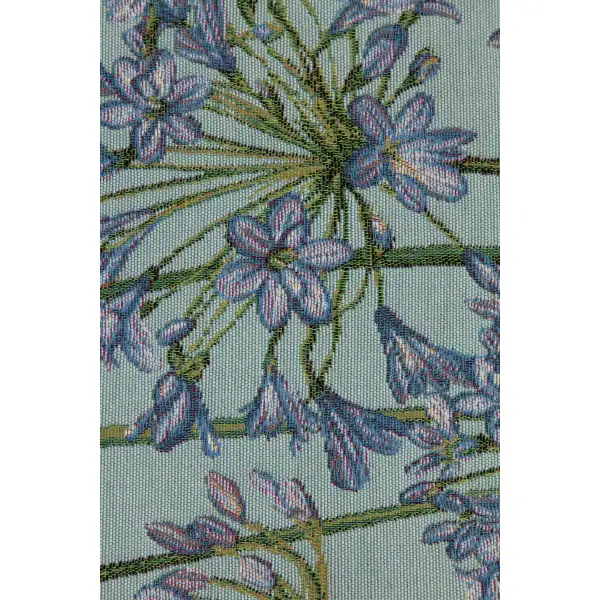 Agapanthus Blue