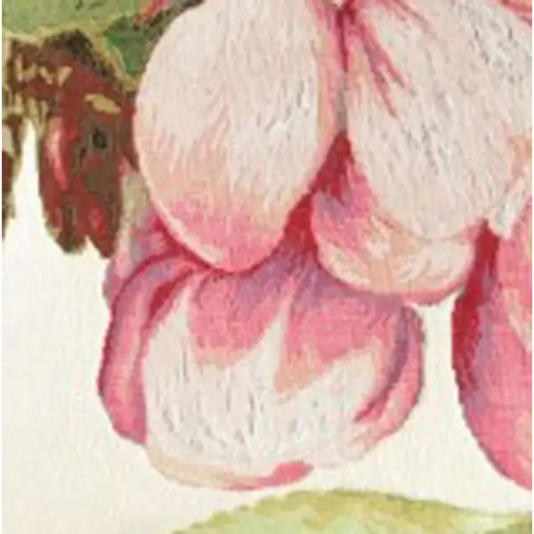 Pear Flower 1