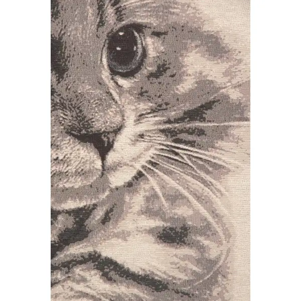 Mister Whiskers