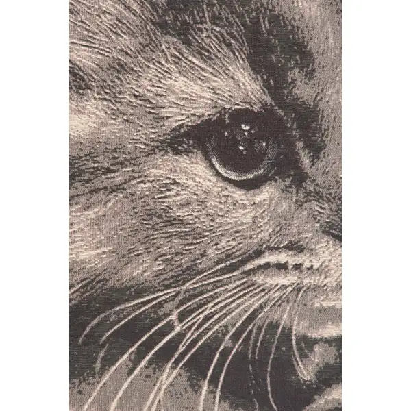 Mister Whiskers