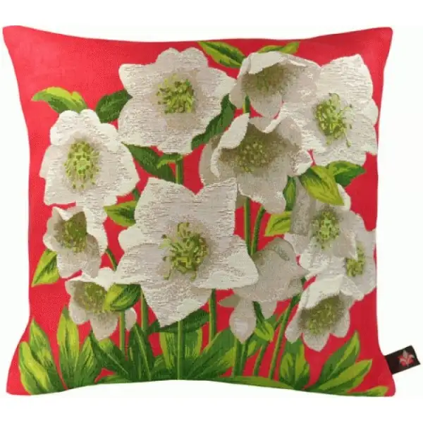 Helleborus Red