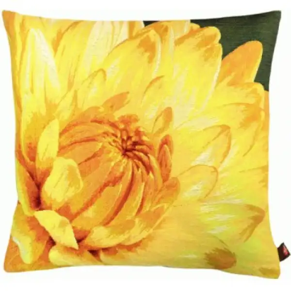 Close up on Yellow Dahlias Dark Background