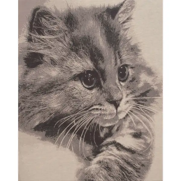 Mister Whiskers